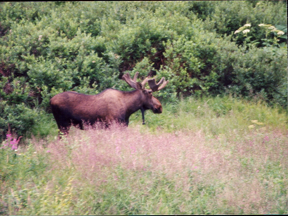 Moose in Alaska